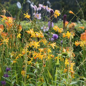 Crocosmia 'George Davidson' P9 - afbeelding 2