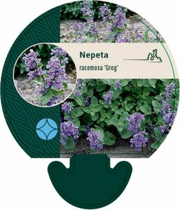 Nepeta racemosa 'Grog' P9 - afbeelding 2