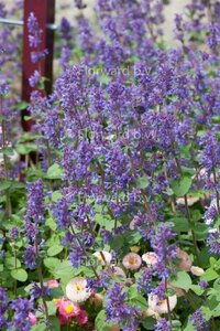 Nepeta racemosa 'Grog' P9 - afbeelding 1