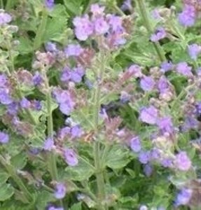 Nepeta racemosa 'Grog' P9 - afbeelding 3