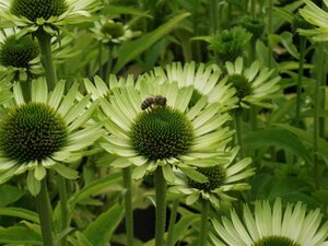 Echinacea purpurea 'Green Jewel' P9 - afbeelding 5