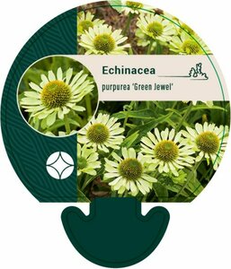 Echinacea purpurea 'Green Jewel' P9 - afbeelding 2