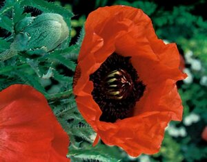 Papaver or. 'Rembrandt' P9