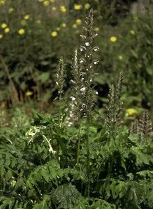 Acanthus mollis P9 - afbeelding 2