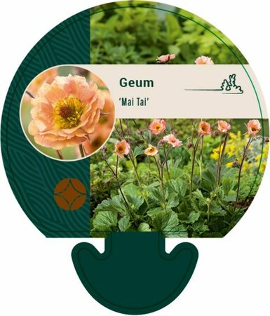 Geum 'Mai Tai' P9