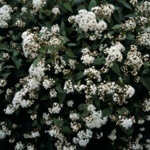 Eupatorium rugosum 'Chocolate' P9 - afbeelding 3