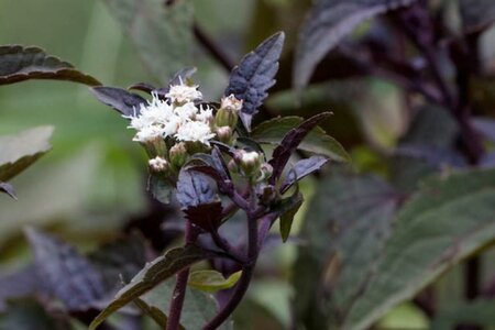 Eupatorium rugosum 'Chocolate' P9 - afbeelding 2