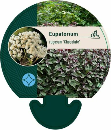 Eupatorium rugosum 'Chocolate' P9 - afbeelding 1