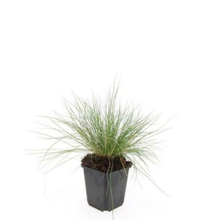 Festuca glauca 'Elijah Blue' P9 - afbeelding 13