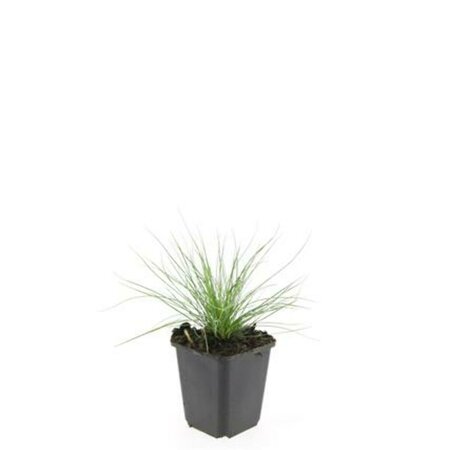 Festuca glauca 'Elijah Blue' P9 - afbeelding 12