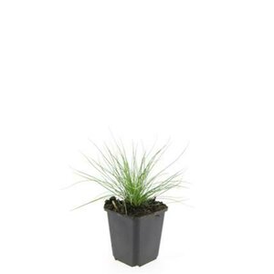 Festuca glauca 'Elijah Blue' P9 - afbeelding 12