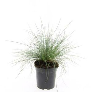 Festuca glauca 'Elijah Blue' P9 - afbeelding 3