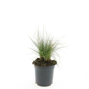 Festuca glauca 'Elijah Blue' P9 - afbeelding 2