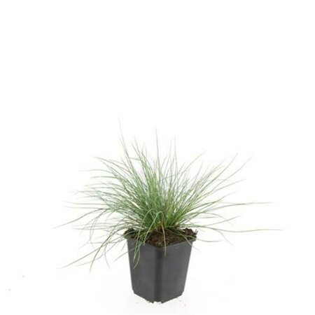 Festuca glauca 'Elijah Blue' P9 - afbeelding 10