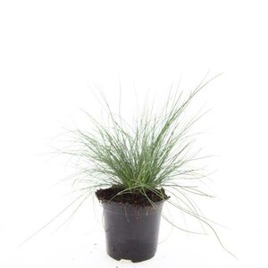 Festuca glauca 'Elijah Blue' P9 - afbeelding 5