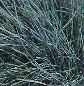 Festuca glauca 'Elijah Blue' P9 - afbeelding 7