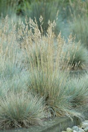 Festuca glauca 'Elijah Blue' P9 - afbeelding 8