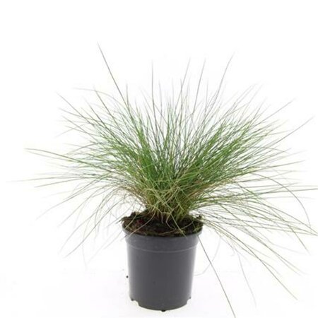 Festuca glauca 'Elijah Blue' P9 - afbeelding 16