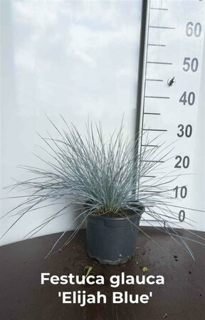 Festuca glauca 'Elijah Blue' P9 - afbeelding 4