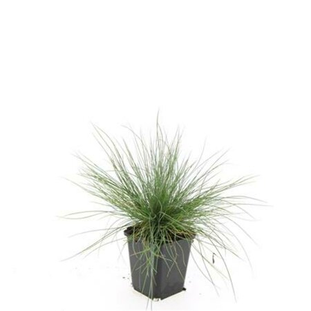 Festuca glauca 'Elijah Blue' P9 - afbeelding 1