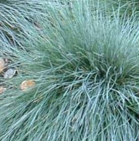 Festuca glauca 'Elijah Blue' P9 - afbeelding 6