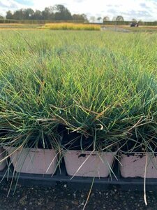 Festuca glauca 'Elijah Blue' P9 - afbeelding 9