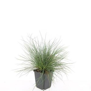 Festuca glauca 'Elijah Blue' P9 - afbeelding 15