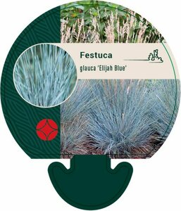 Festuca glauca 'Elijah Blue' P9 - afbeelding 11