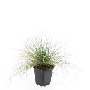 Festuca glauca 'Elijah Blue' P9 - afbeelding 14