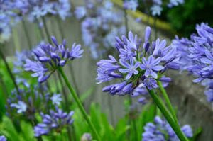 Agapanthus 'Blue Umbrella' P9