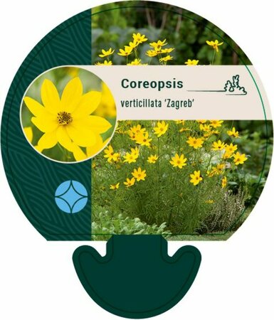 Coreopsis verticillata 'Zagreb' P9 - afbeelding 3