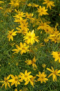 Coreopsis verticillata 'Zagreb' P9 - afbeelding 4