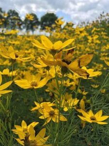 Coreopsis verticillata 'Zagreb' P9 - afbeelding 2