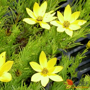 Coreopsis verticillata 'Zagreb' P9 - afbeelding 1