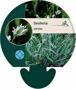 Sesleria caerulea P9 - afbeelding 3