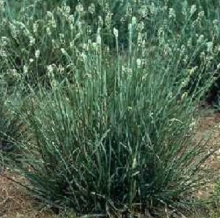 Sesleria caerulea P9 - afbeelding 1