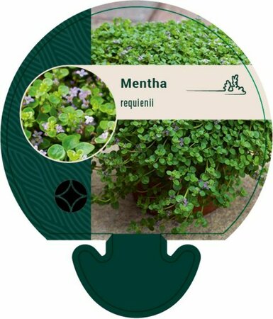 Mentha requienii P9