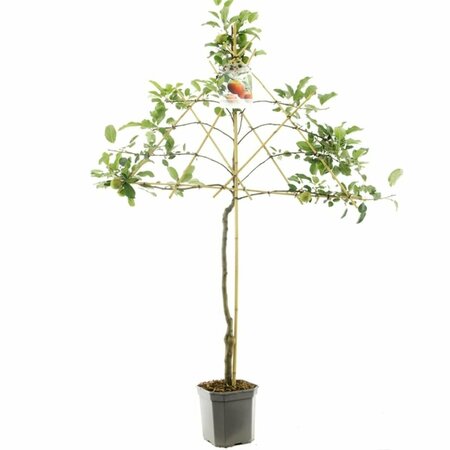 Malus domestica 'Elstar' 125/150 C. - afbeelding 5