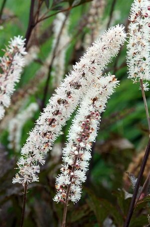 Actaea simplex 'Black Negligee' P9