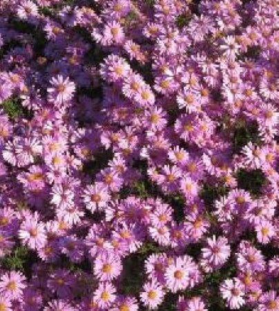 Aster dumosus 'Wood's Pink' P9 - afbeelding 1