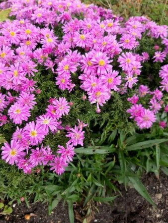 Aster dumosus 'Wood's Pink' P9 - afbeelding 2