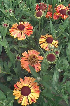 Helenium 'Waltraut' P9 - afbeelding 1