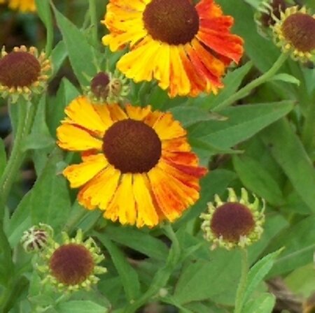 Helenium 'Waltraut' P9 - afbeelding 2