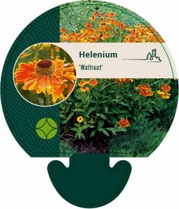 Helenium 'Waltraut' P9 - afbeelding 5