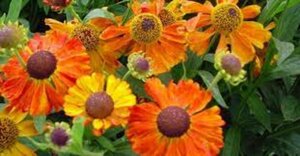 Helenium 'Waltraut' P9 - afbeelding 3