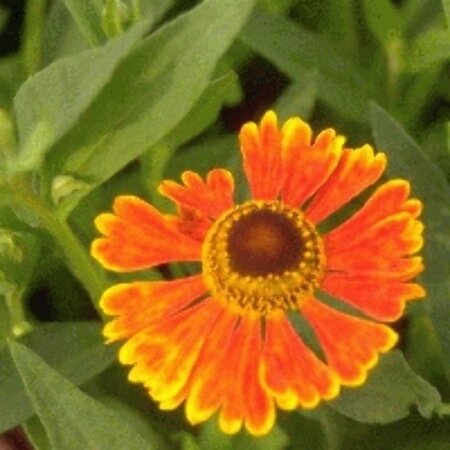 Helenium 'Waltraut' P9 - afbeelding 4