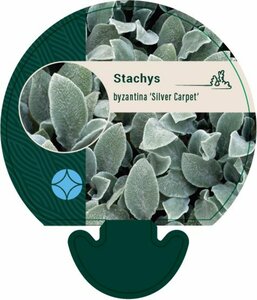 Stachys byzantina 'Silver Carpet' P9 - afbeelding 4