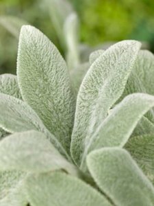 Stachys byzantina 'Silver Carpet' P9 - afbeelding 2