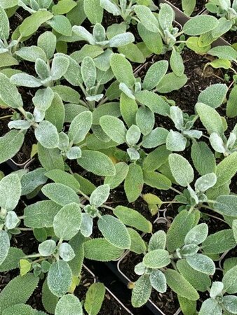 Stachys byzantina 'Silver Carpet' P9 - afbeelding 1