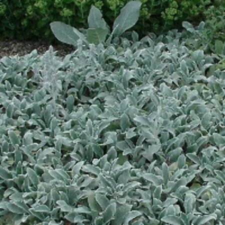 Stachys byzantina 'Silver Carpet' P9 - afbeelding 3